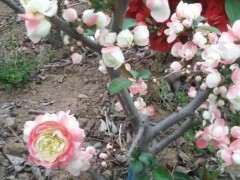 玩海棠下山桩 被骗了200元 怎么办 图片