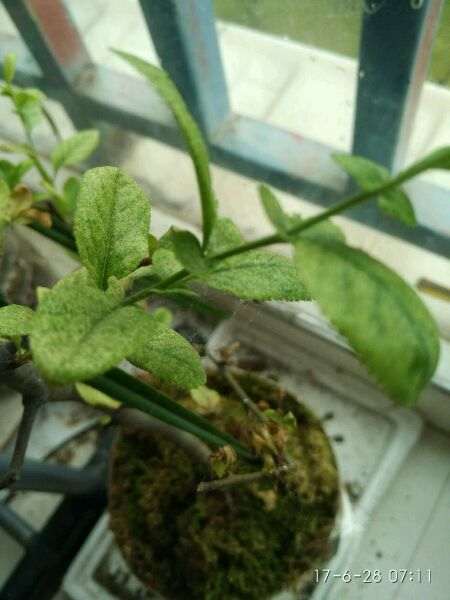 海棠下山桩又开始枯萎了 怎么办 图片