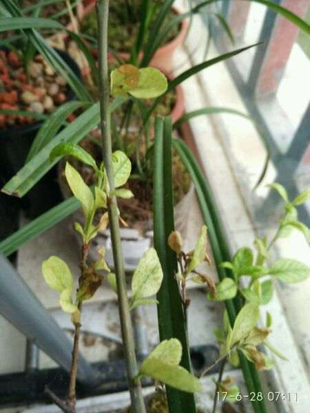 海棠下山桩又开始枯萎了 怎么办 图片