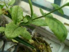 海棠下山桩又开始枯萎了 怎么办 图片