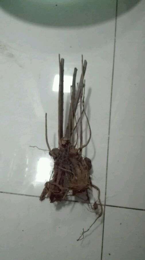 海棠下山桩浇了生根粉 怎么样 图片