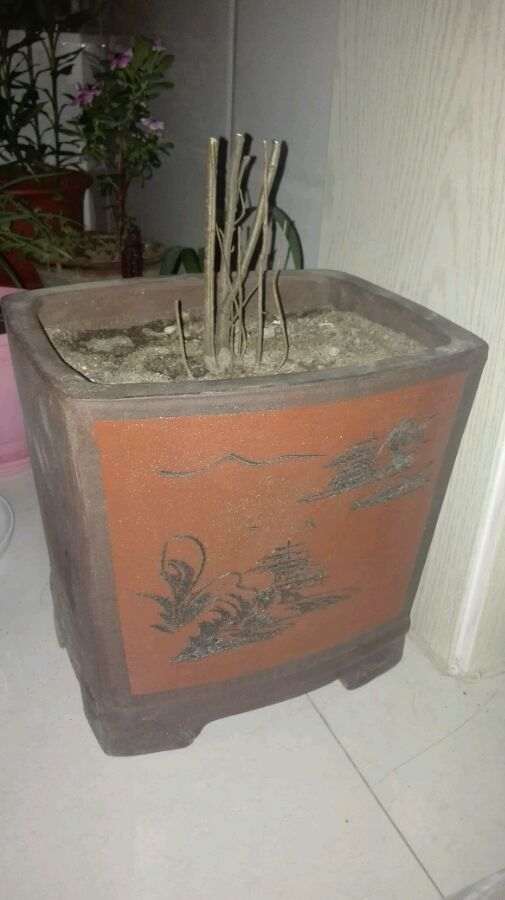 海棠下山桩浇了生根粉 怎么样 图片