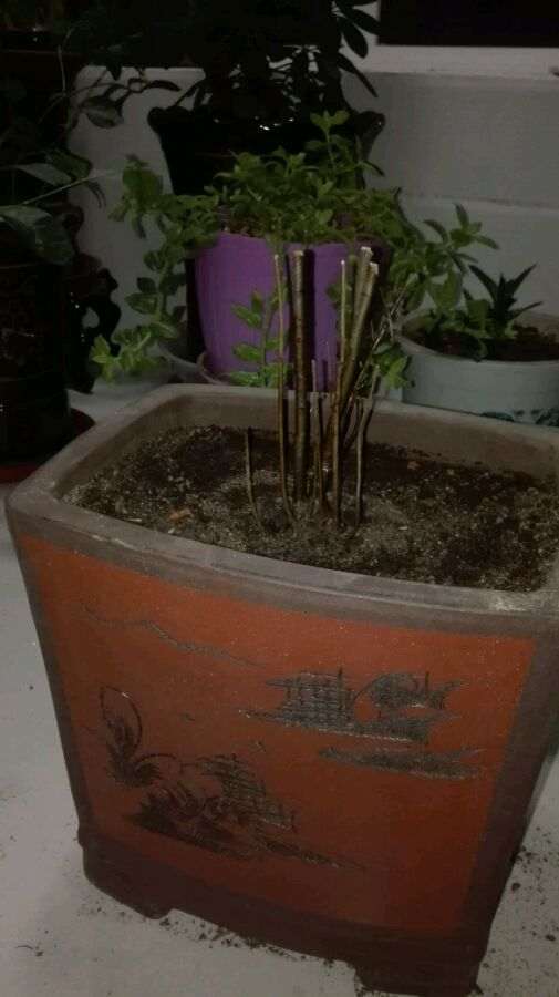 海棠下山桩浇了生根粉 怎么样 图片