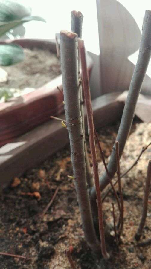 海棠下山桩浇了生根粉 怎么样 图片