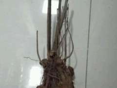 海棠下山桩浇了生根粉 可以吗 图片