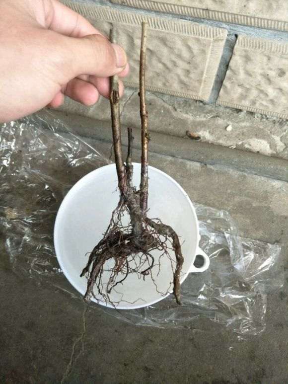 火焰海棠下山桩可以用营养土吗 图片