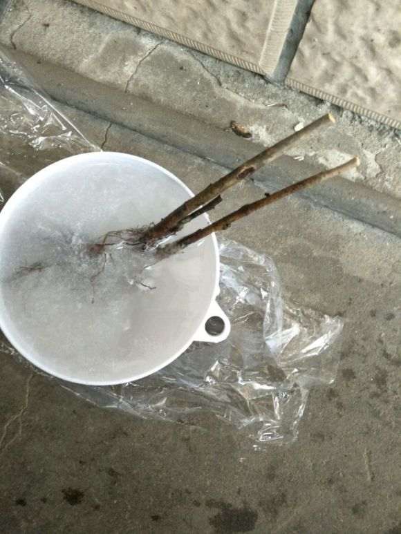 火焰海棠下山桩可以用营养土吗 图片