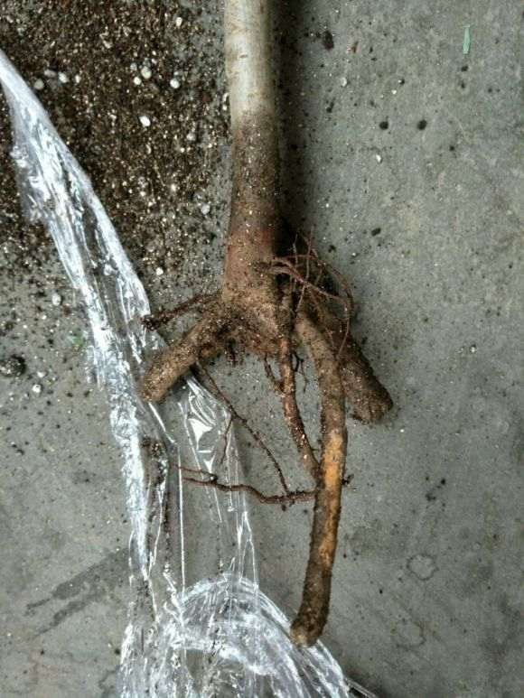 火焰海棠下山桩可以用营养土吗 图片