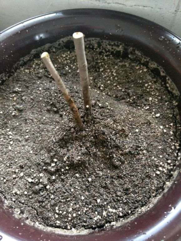 火焰海棠下山桩可以用营养土吗 图片