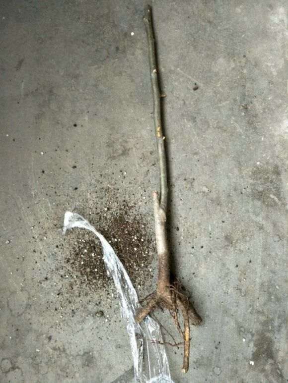 火焰海棠下山桩可以用营养土吗 图片