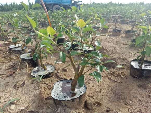 海棠下山桩盆栽 今年开花结果了 图片