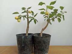 海棠下山桩盆栽 今年开花结果了 图片