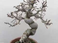 深山海棠下山桩是什么海棠 可以吗 图片