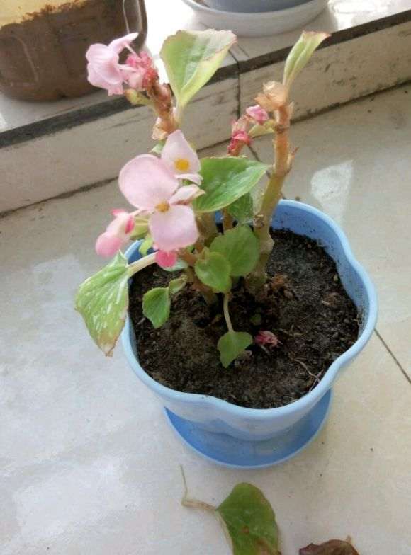 海棠下山桩叶子快被我剪光了 怎么办 图片