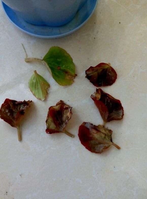 海棠下山桩叶子快被我剪光了 怎么办 图片