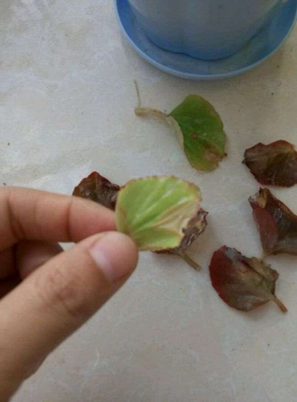 海棠下山桩叶子快被我剪光了 怎么办 图片