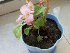 海棠下山桩叶子快被我剪光了 怎么办 图片