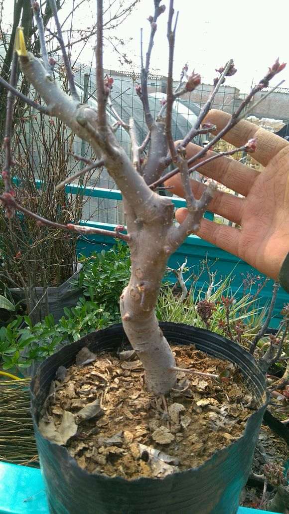 海棠下山桩市场上非常多 谁买都便宜 图片