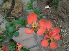 请问这是什么海棠下山桩 怎么区别 图片