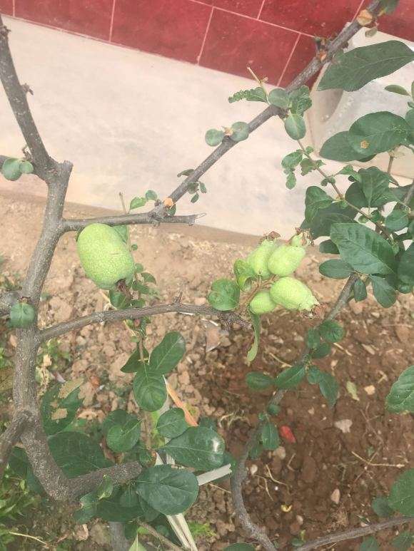 海棠下山桩花上面长的这个是什么 图片