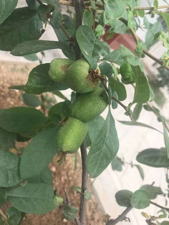 海棠下山桩花上面长的这个是什么 图片