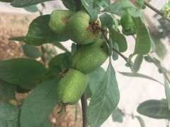 海棠下山桩花上面长的这个是什么 图片