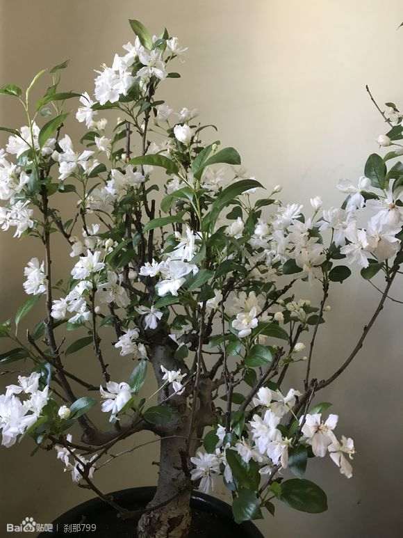 海棠下山桩出现枝条枯萎 怎么办 图片