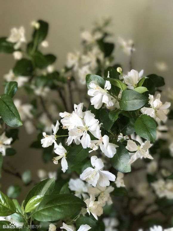 海棠下山桩出现枝条枯萎 怎么办 图片