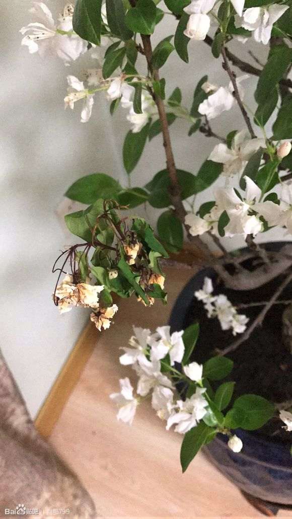 海棠下山桩出现枝条枯萎 怎么办 图片