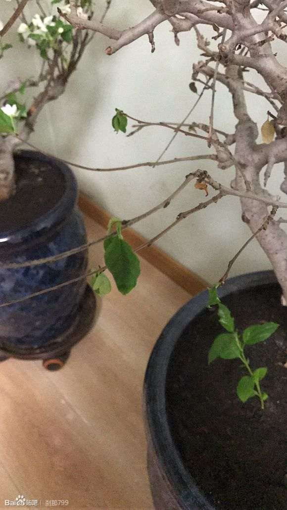 海棠下山桩出现枝条枯萎 怎么办 图片