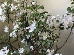 海棠下山桩出现枝条枯萎 怎么办 图片