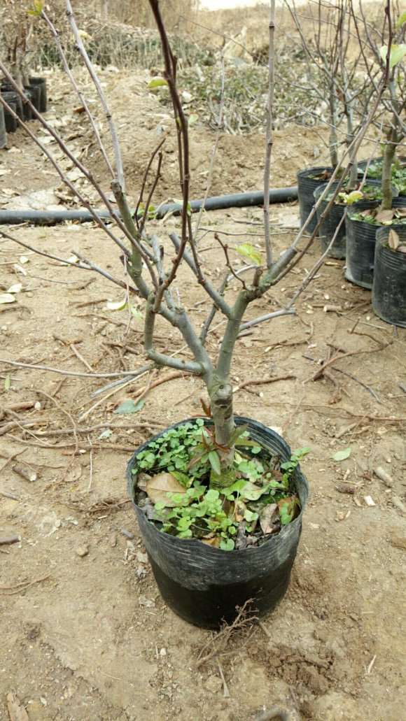 长寿海棠下山桩 45元 贵不贵 图片