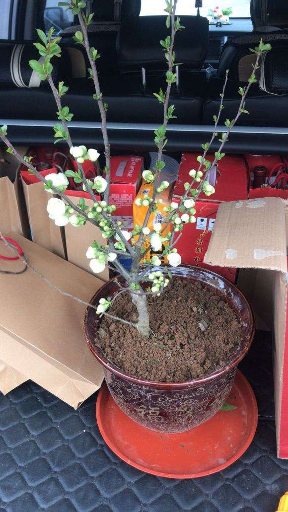 海棠下山桩能长多大 怎么养殖 图片