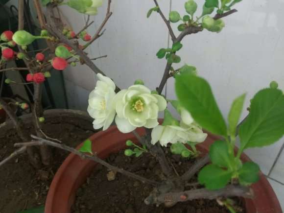 海棠下山桩能长多大 怎么养殖 图片