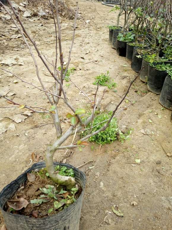 海棠下山桩能长多大 怎么养殖 图片