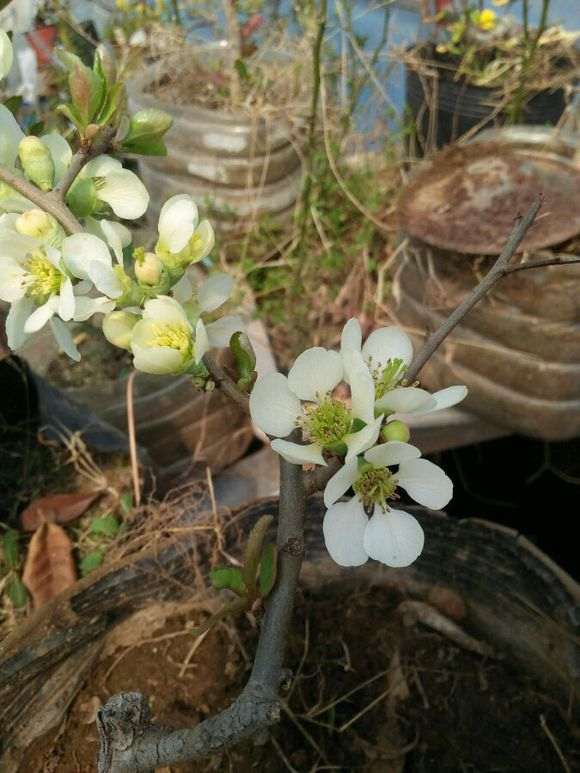 这是什么海棠下山桩啊 淡绿色的 图片