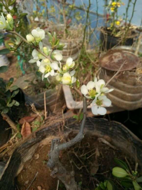 这是什么海棠下山桩啊 淡绿色的 图片