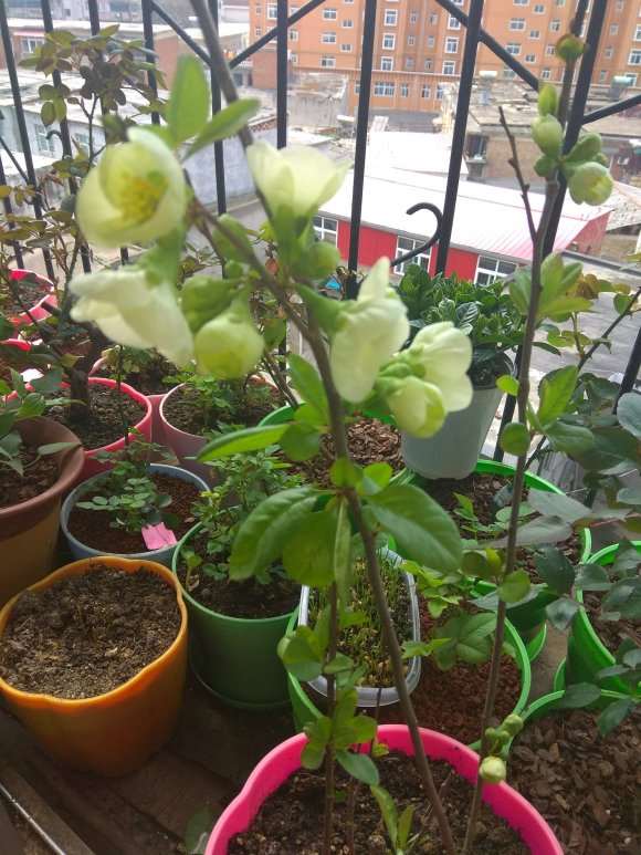 这是什么海棠下山桩啊 淡绿色的 图片