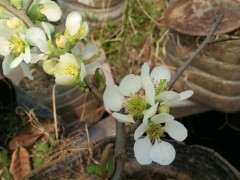 这是什么海棠下山桩啊 淡绿色的 图片