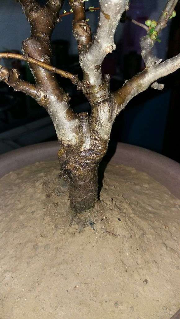 这是原生海棠下山桩 还是嫁接的 图片