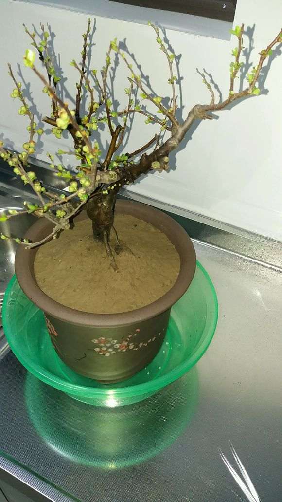 这是原生海棠下山桩 还是嫁接的 图片