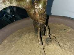 这是原生海棠下山桩 还是嫁接的 图片