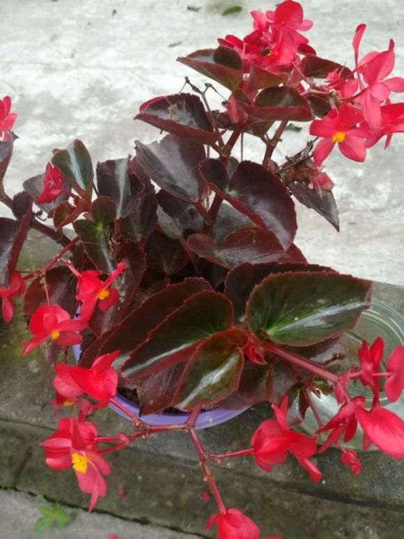 这是四季海棠下山桩 还是秋海棠 图片