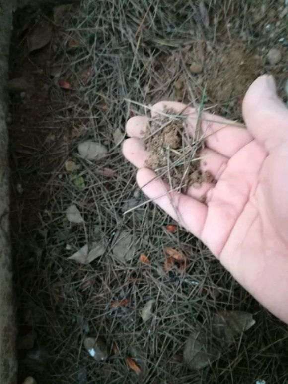 海棠下山桩移植多久才会发芽 图片