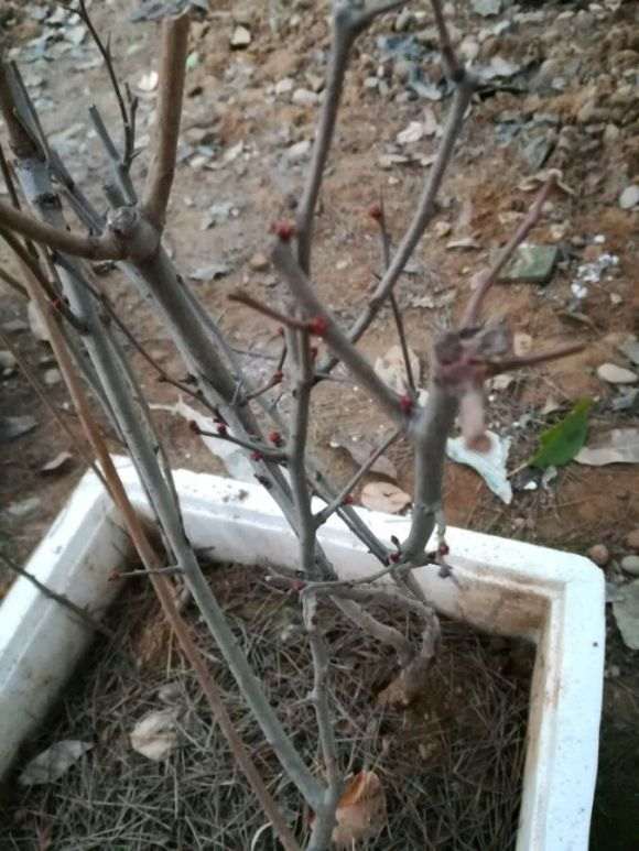 海棠下山桩移植多久才会发芽 图片