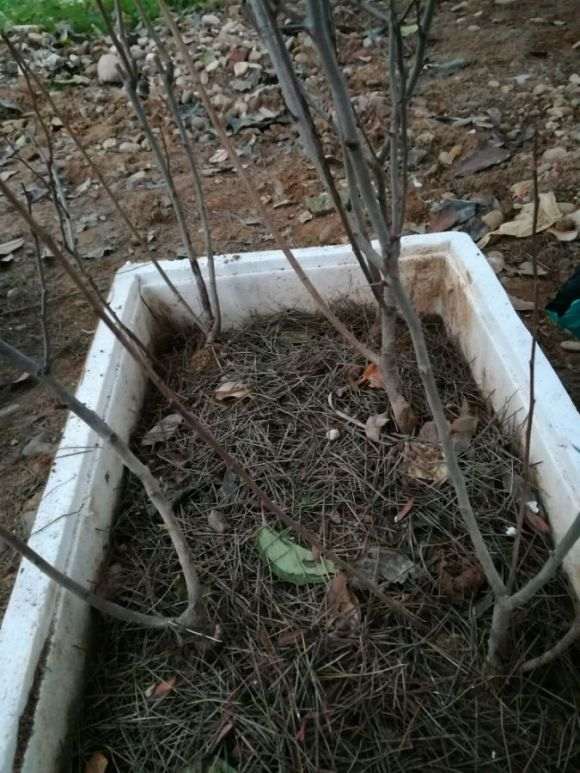 海棠下山桩移植多久才会发芽 图片