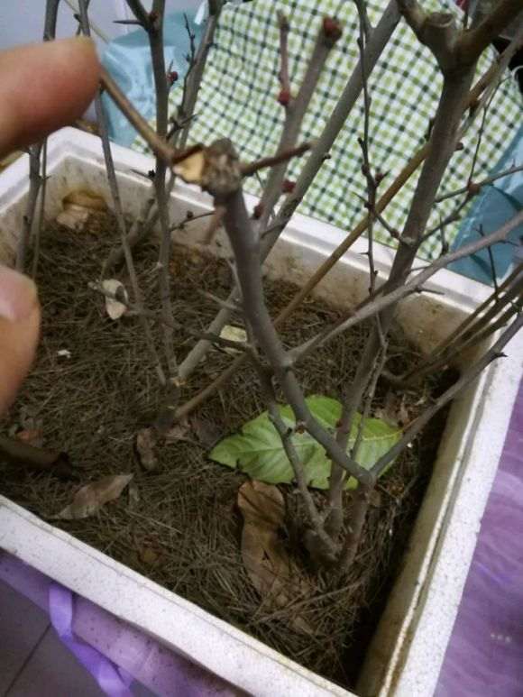 海棠下山桩移植多久才会发芽 图片