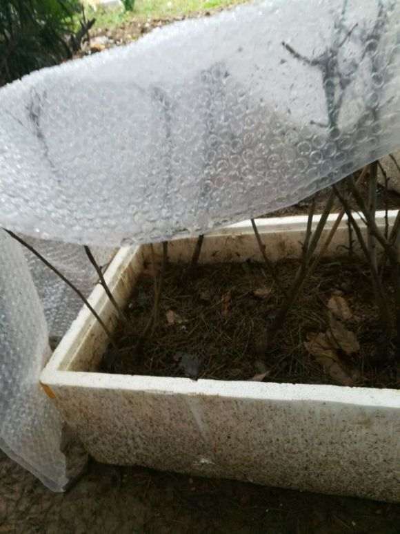 海棠下山桩移植多久才会发芽 图片