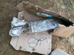 海棠下山桩移植多久才会发芽 图片