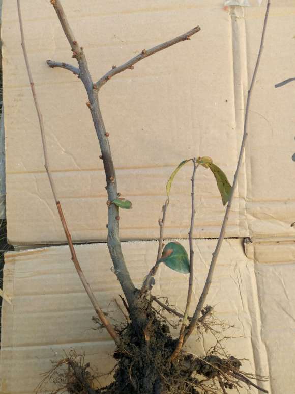 为什么宿迁海棠下山桩 不要买 图片